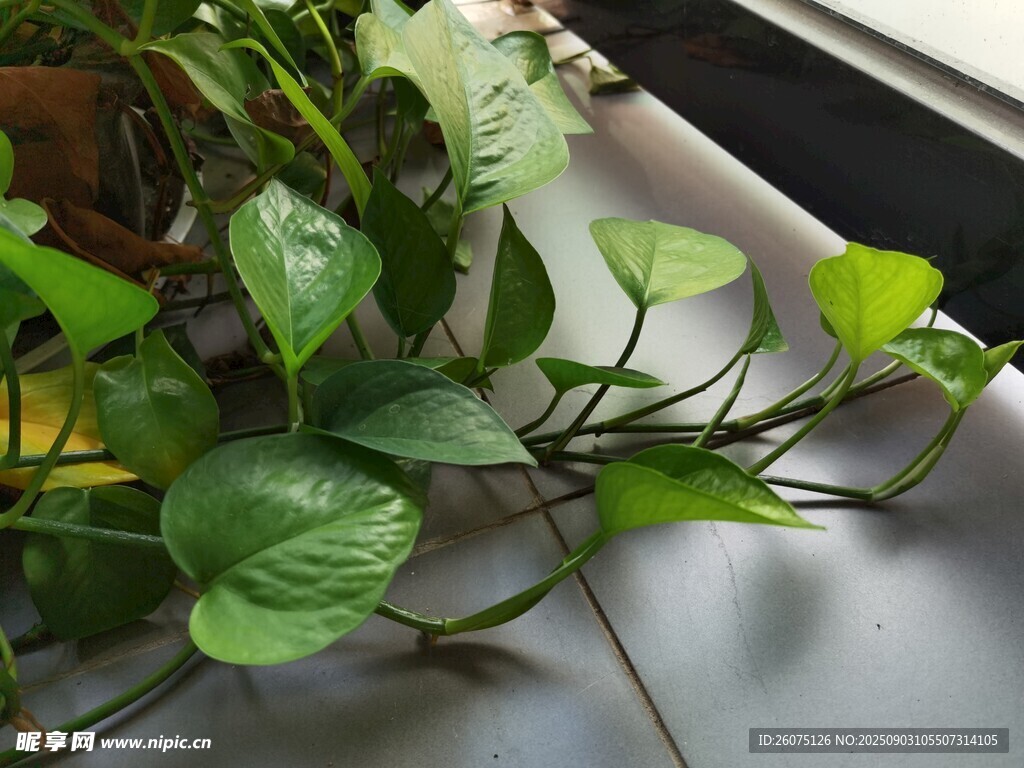 窗边翠绿的绿萝植物