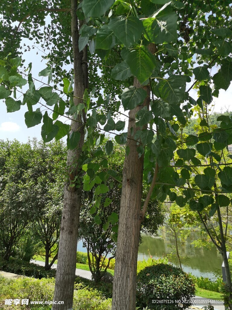 公园中的绿树景观
