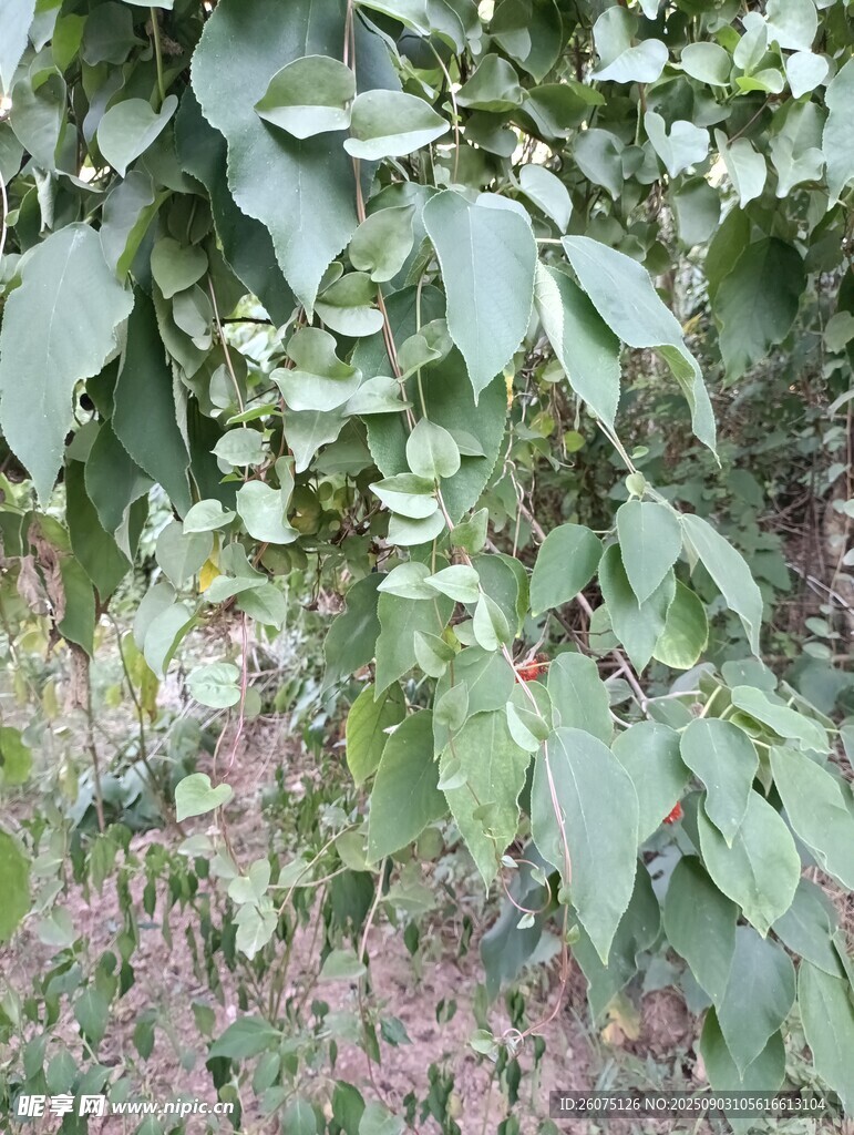 户外繁茂的枝叶