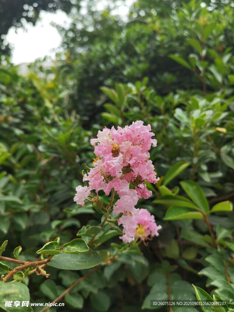 娇艳粉色花朵绽放绿叶间