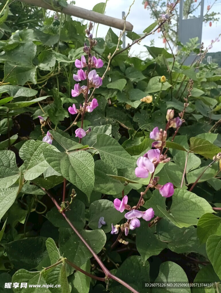 绿叶间绽放的粉色扁豆小花