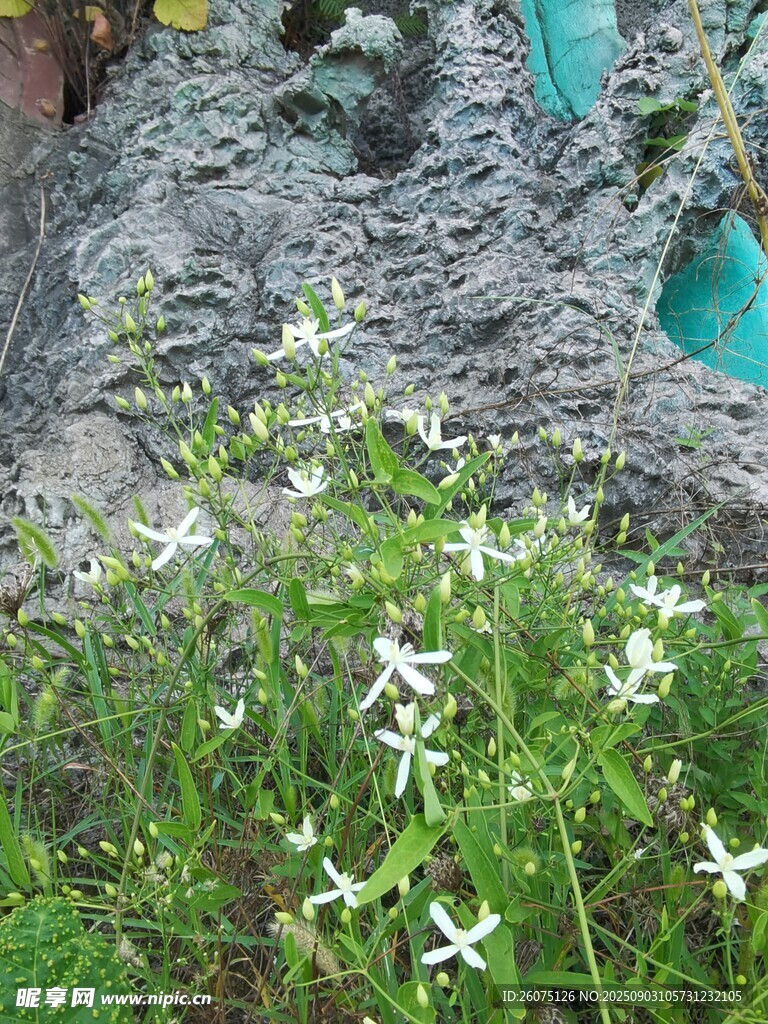 花园中的白色小花绽放