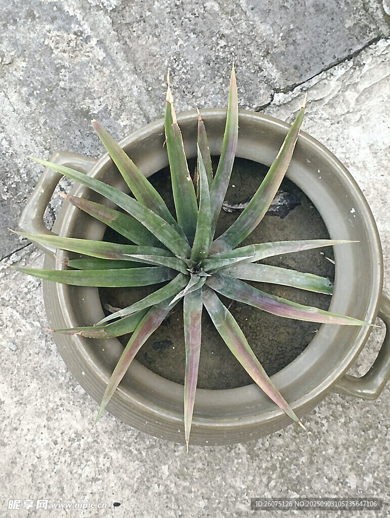 轮状盆栽龙舌兰