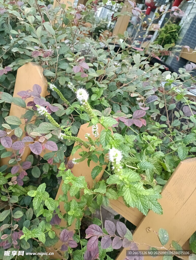 杂乱堆放的废弃绿植与木板