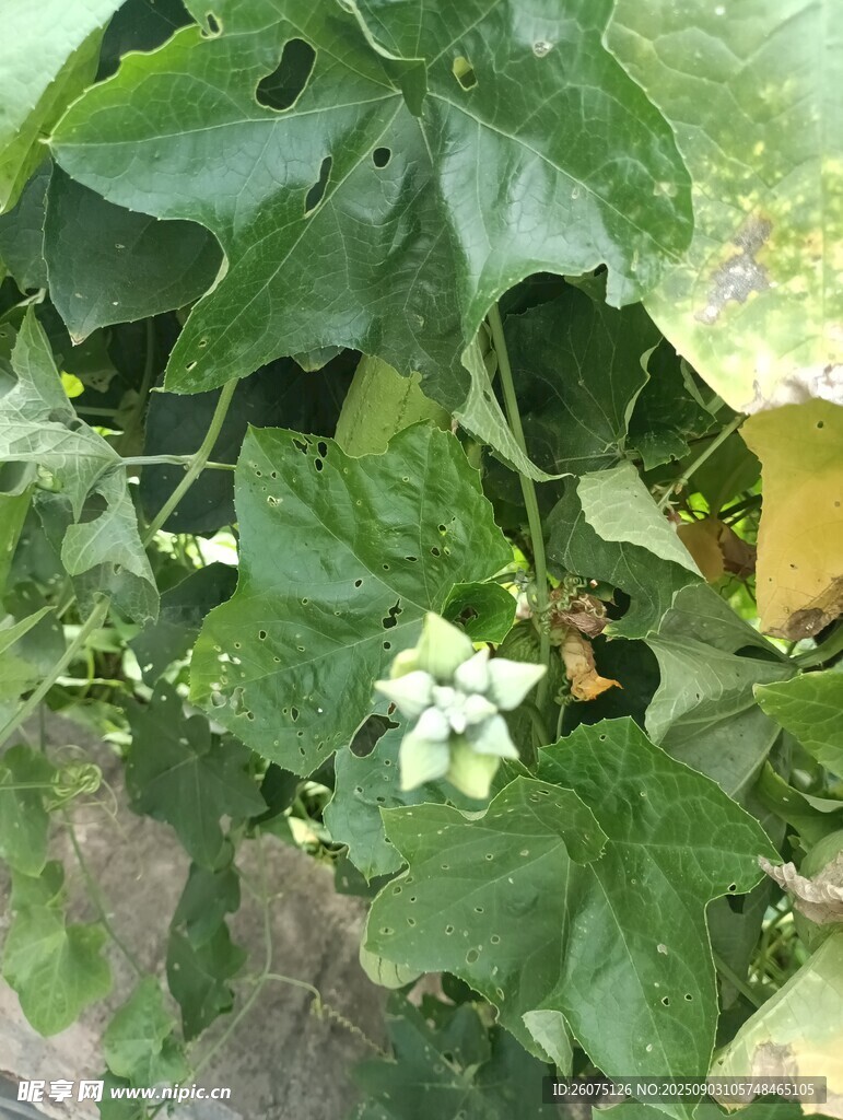 绿叶丛中的白色小花苞