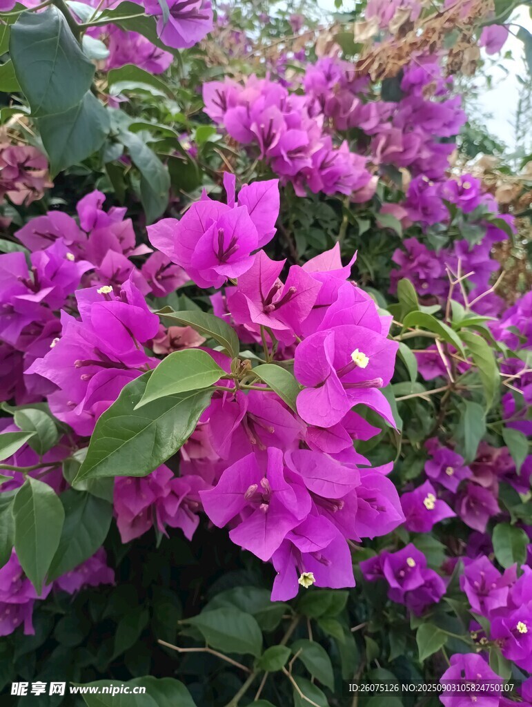 艳丽三角梅绽放