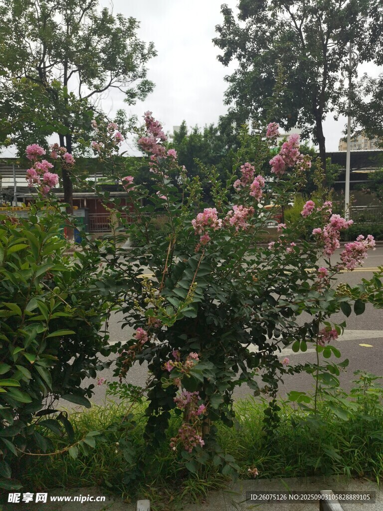 路边盛开的繁茂花卉