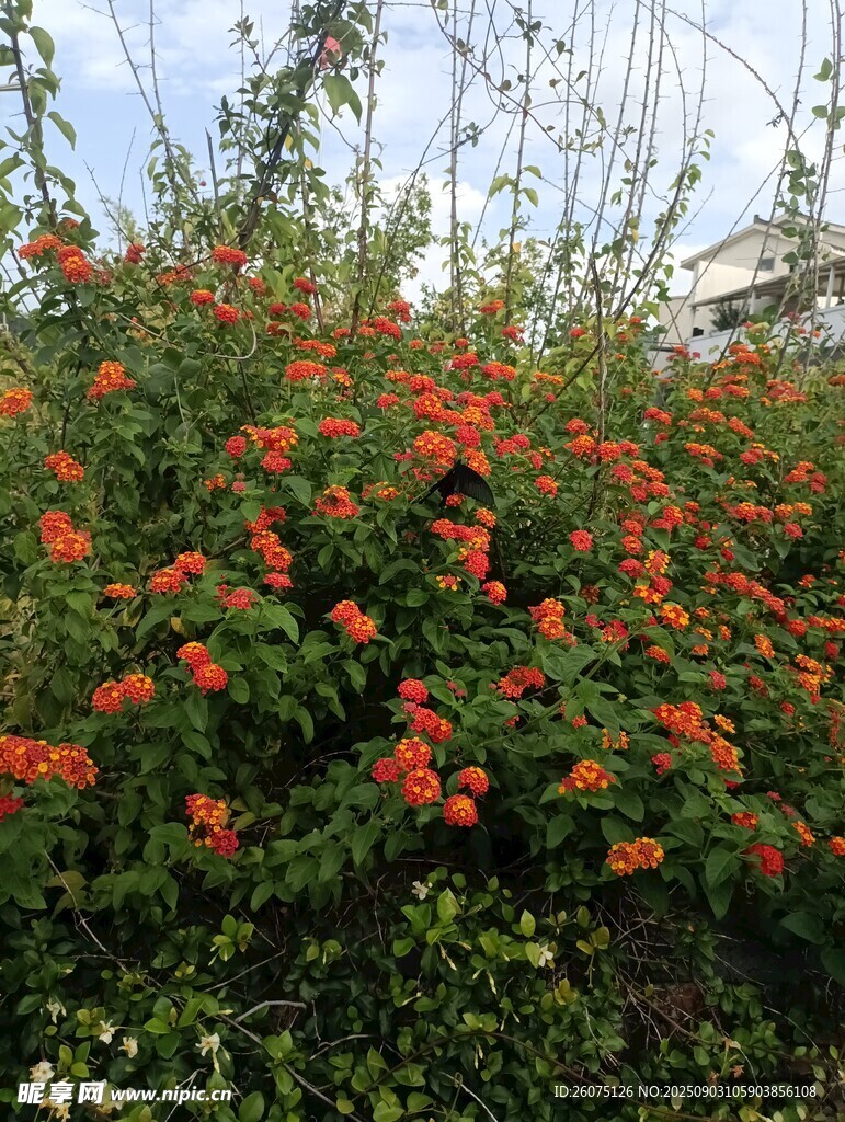 盛开的橙红色花丛