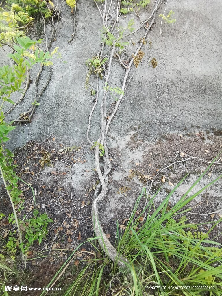 岩石上蜿蜒生长的植物