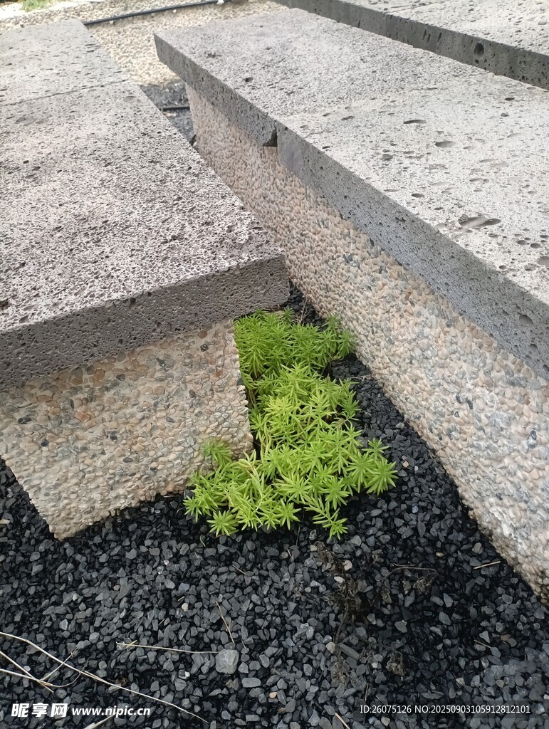 石缝中顽强生长的绿色植物