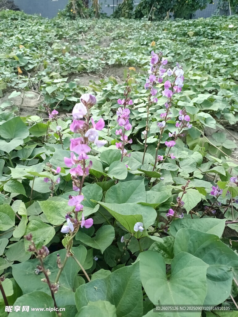 田野中的粉紫花扁豆花绽放