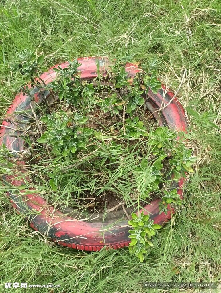 废弃轮胎被绿植环绕