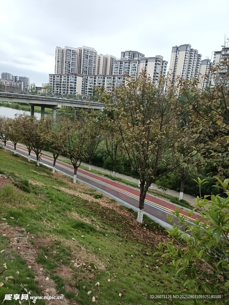 城市河畔风景绿树伴高楼