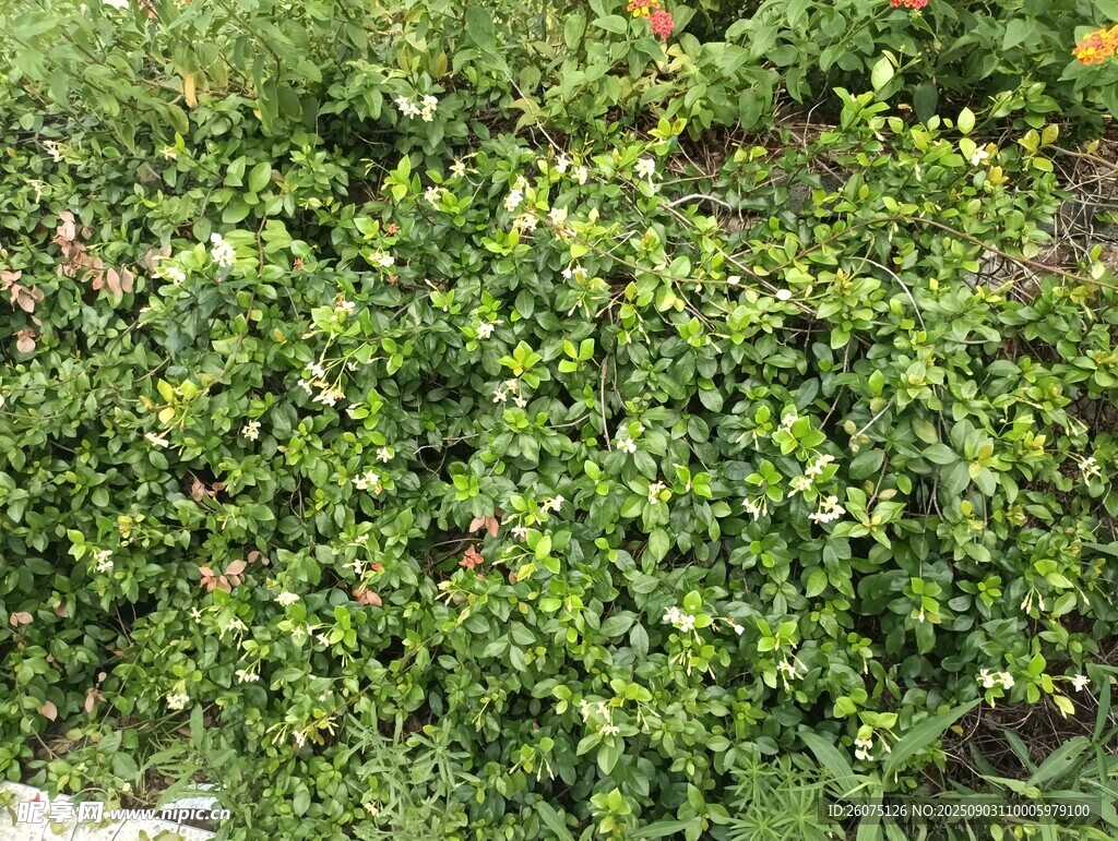 翠绿繁茂的低矮绿植景观