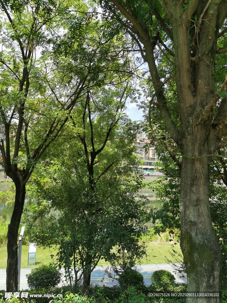 夏日林荫道绿意景致