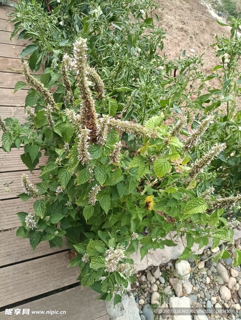 木质平台上的繁茂绿植