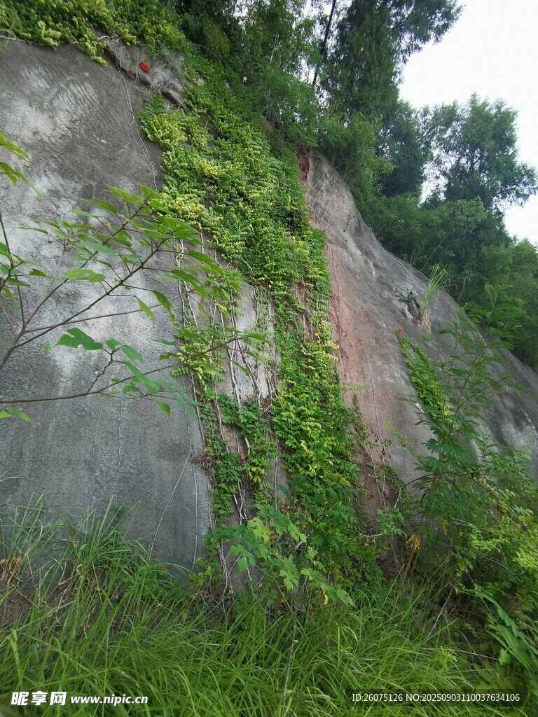 岩壁上的繁茂绿植
