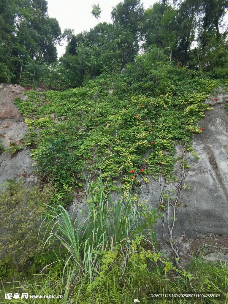 山坡绿植覆盖景象