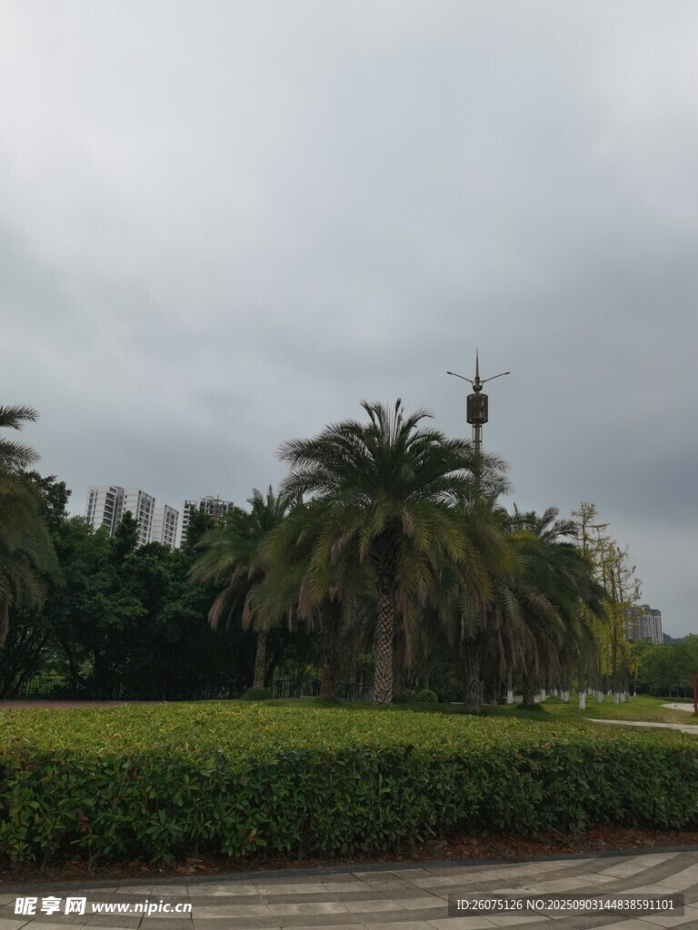 阴天的道路旁绿植与树木