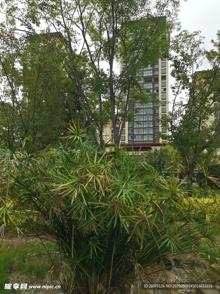 城市中葱郁的绿植景观
