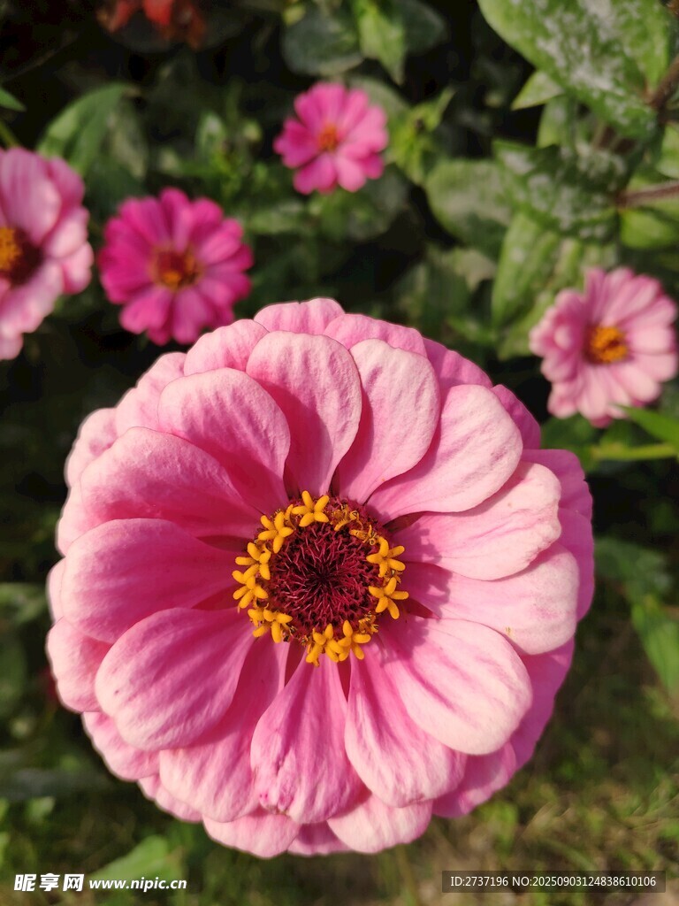 百日菊