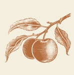 手绘枝头双果图