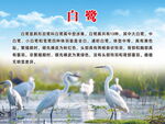 白鹭