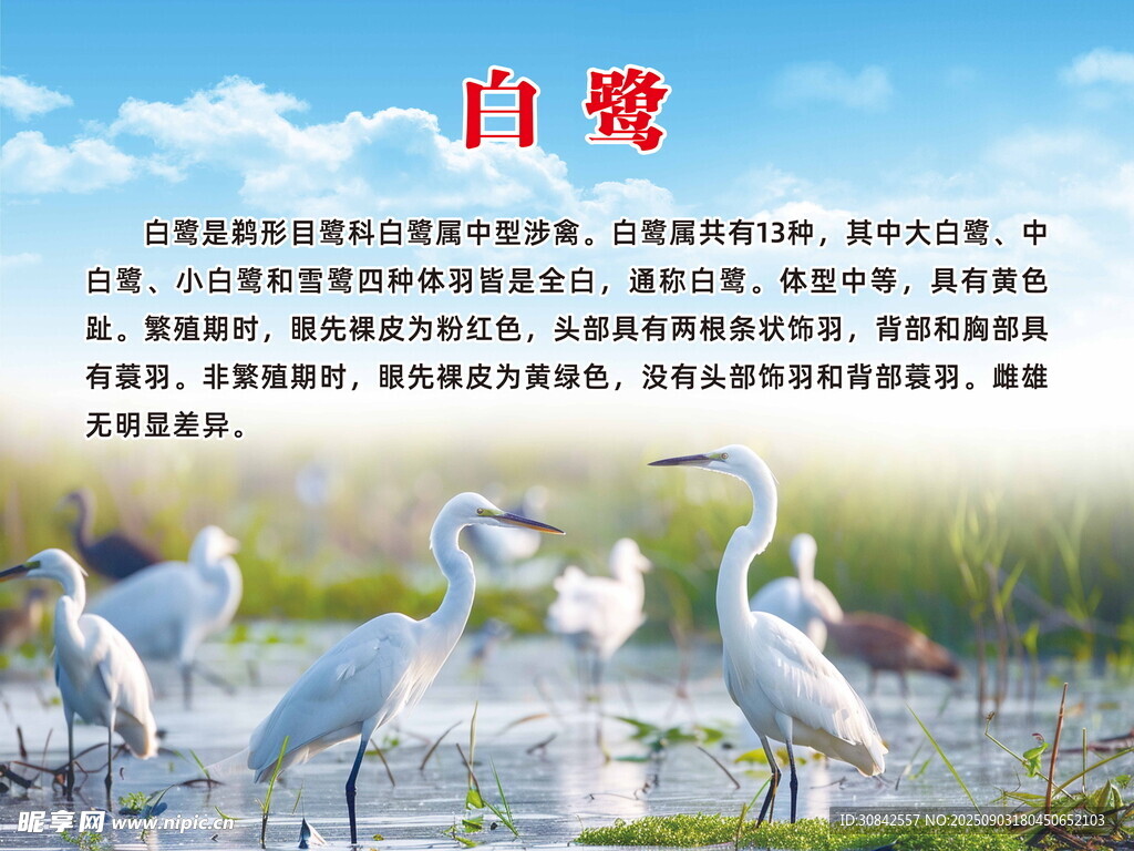 白鹭