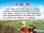 赤麻鸭
