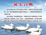 凤头白鸭