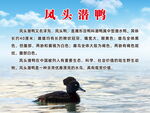 凤头潜鸭
