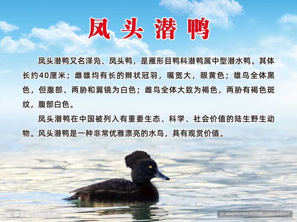 凤头潜鸭
