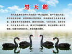 黑天鹅