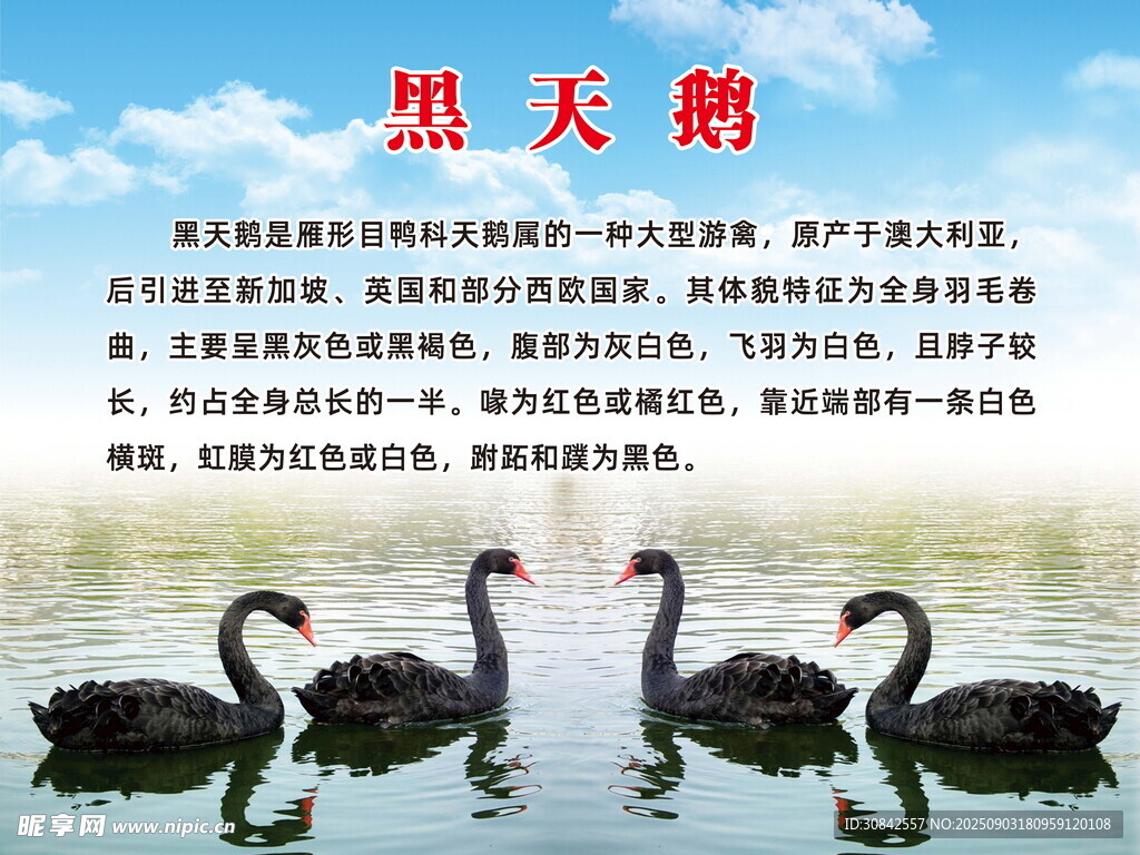 黑天鹅