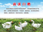 南溪白鹅