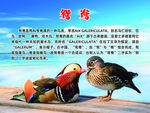 鸳鸯