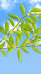 手绘桂花壁纸