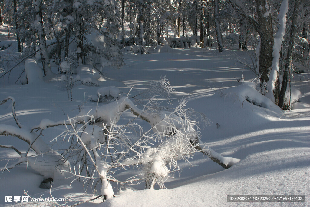 冬日雪林景象