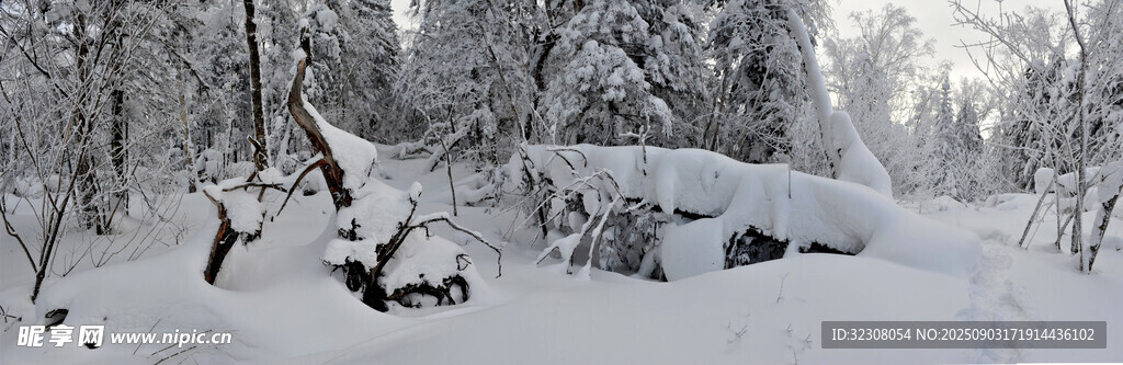 冬日雪覆森林美景