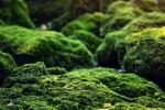 翠绿苔藓覆盖的岩石景观