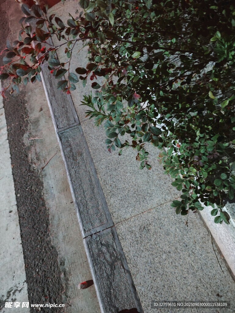 户外阶梯旁的绿植景观