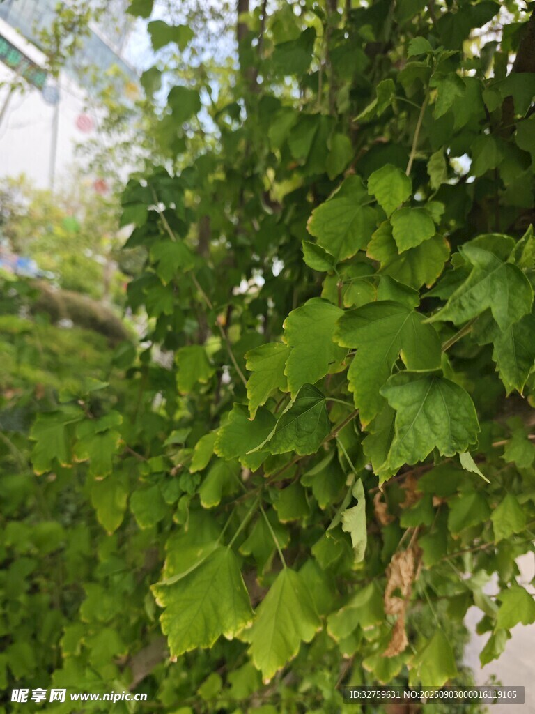 繁茂绿叶的生机景象