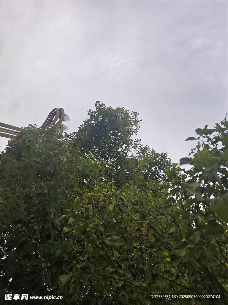 树梢上的天空与繁茂枝叶