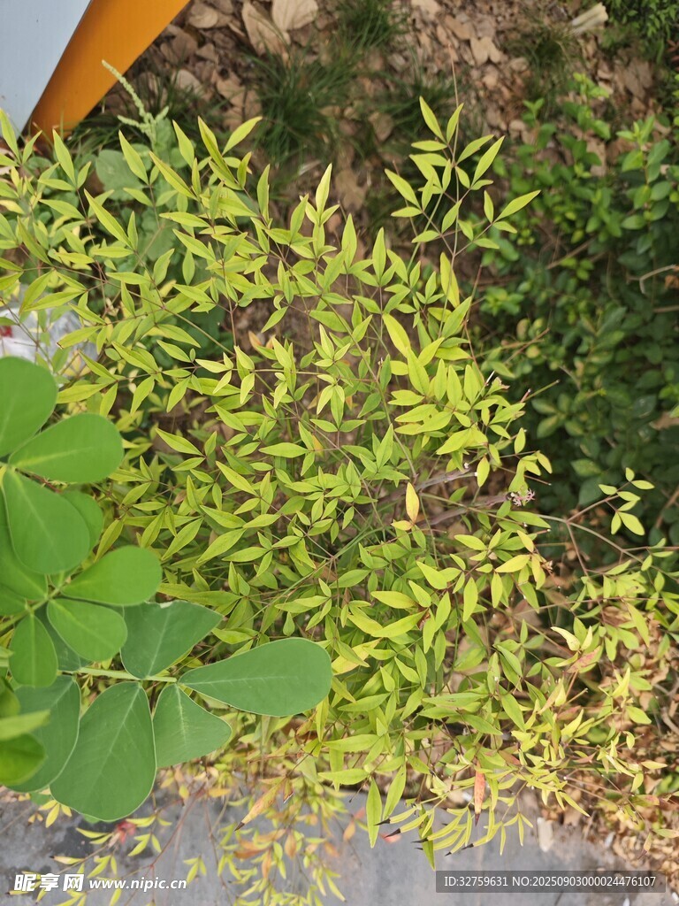 嫩绿植物枝叶特写