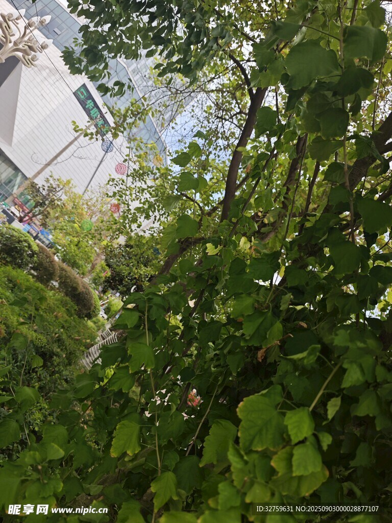 仰视茂密枝叶
