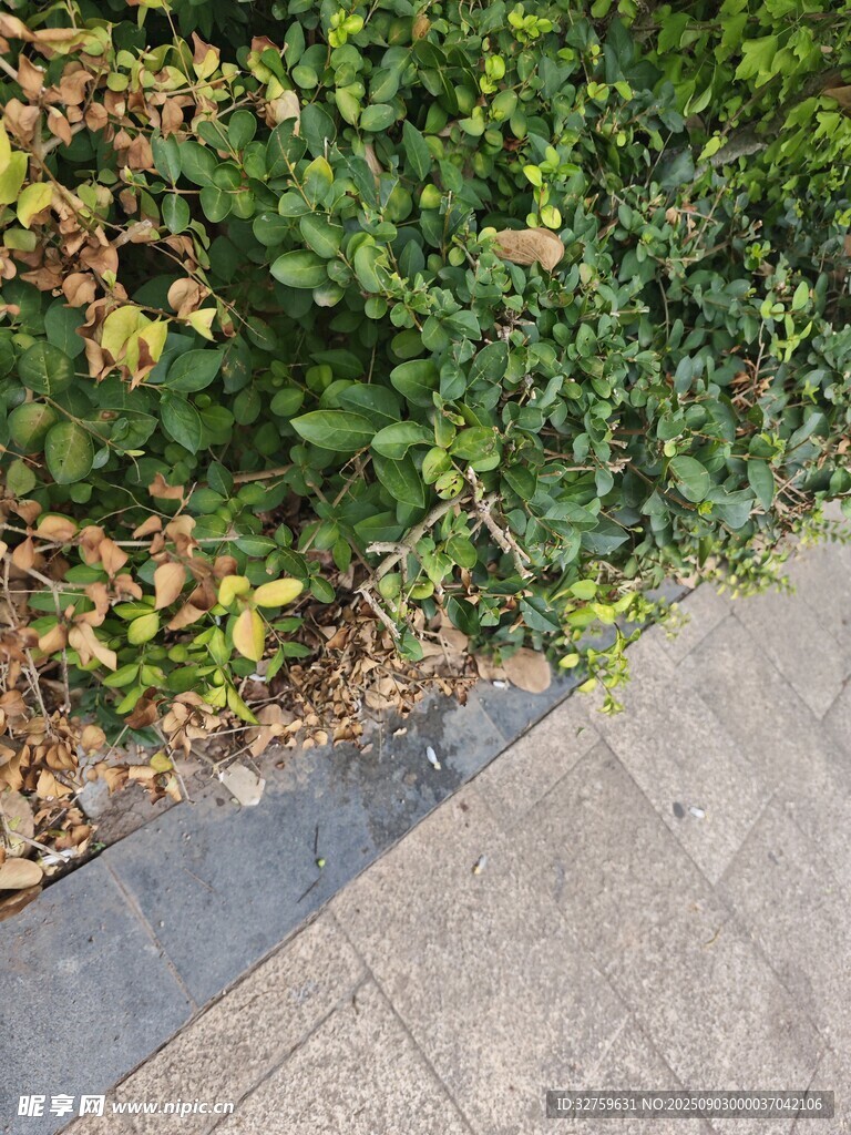路边绿植景观