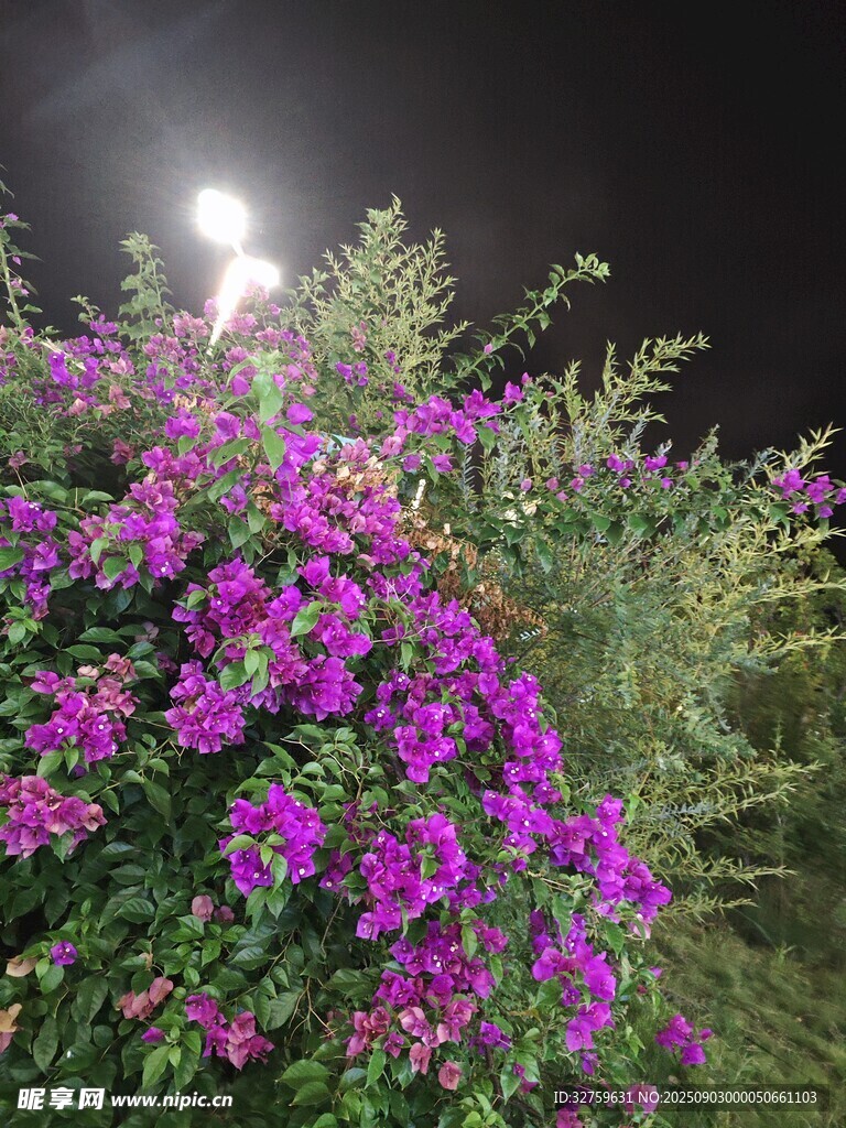 夜下绽放的艳丽紫花