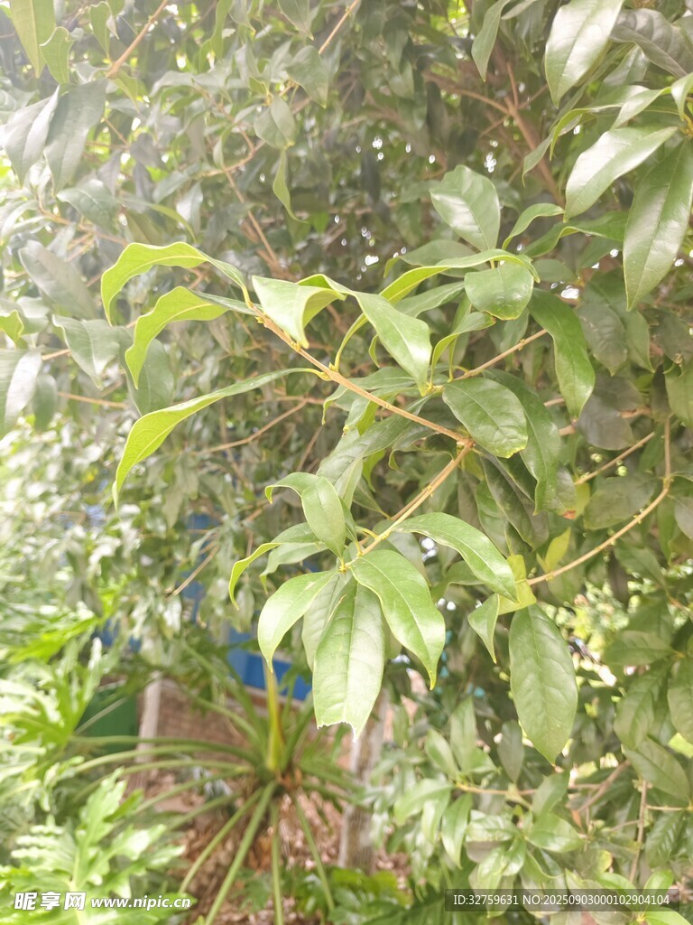 绿叶繁茂的植物特写