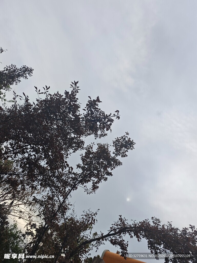 树梢之上的灰白天空