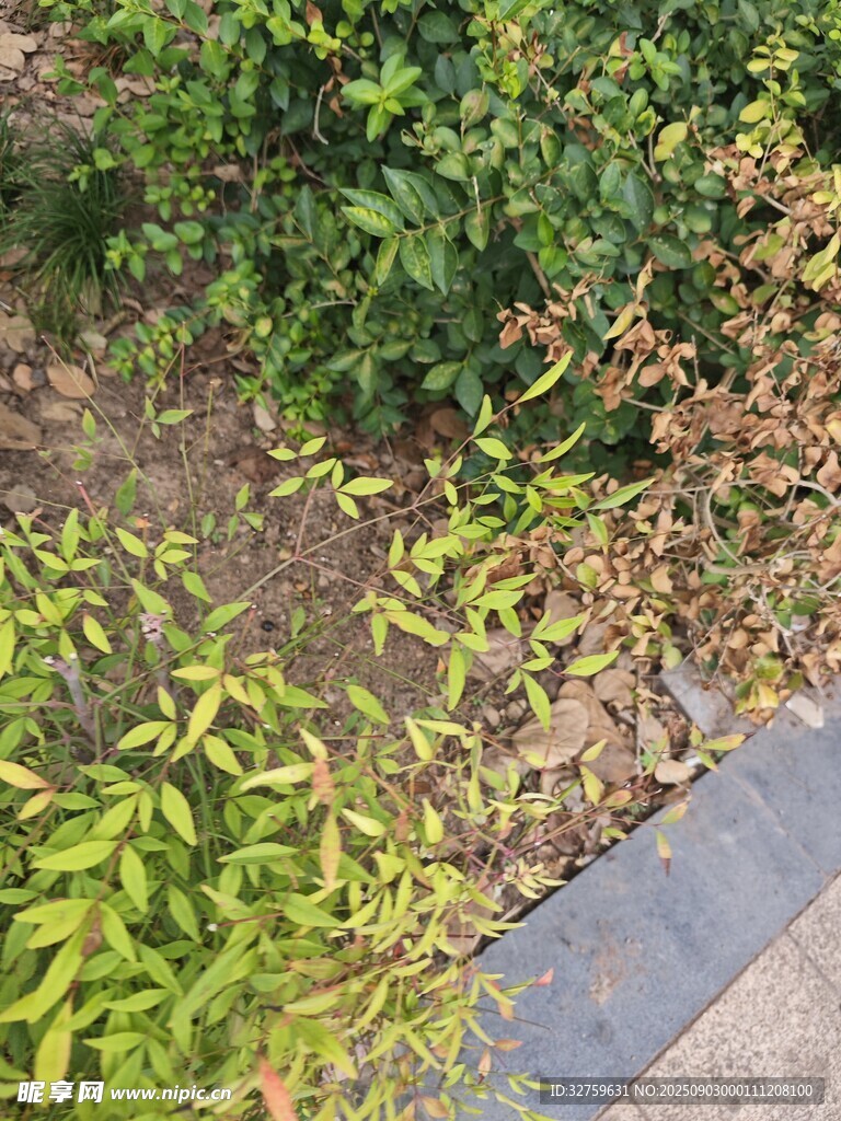 路边绿植景观
